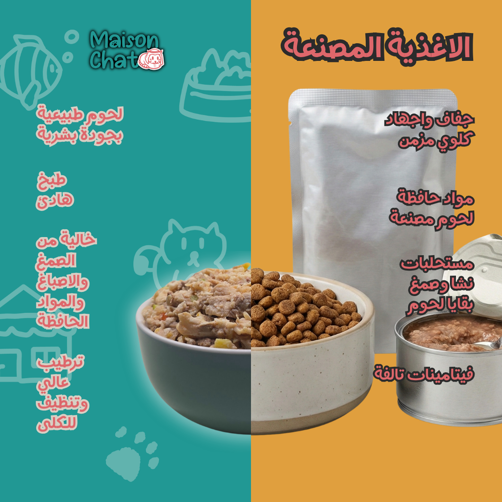 الاشتراكات - قطط